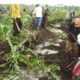 NEMA Detains two individuals for wetland degradation